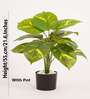 Artificial Pothos Plant 55Cm