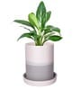 Premium Grey Ceramic Floor Planter