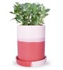 Premium Red Ceramic Floor Planter