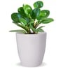 Premium White Ceramic Floor Planter