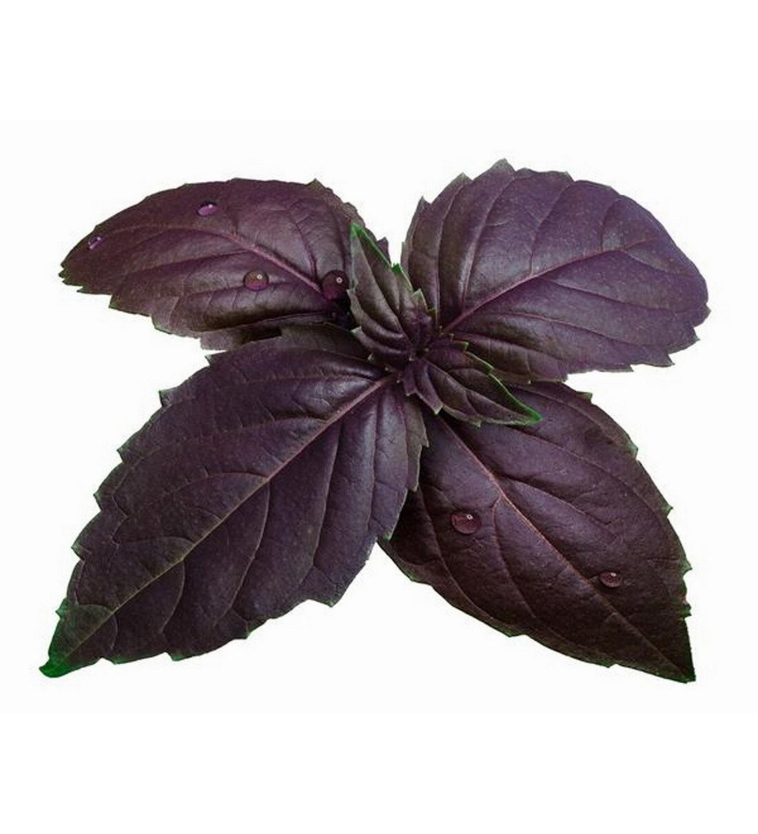 Ocimum basilicum Spice Boys Spicy Globe - Muller Seeds