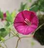 Purple Polyester Artificial Morning Glory Hanging Creeper Plant with Hanging Metal Stand