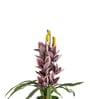 Purple Pu Foam Velvet Orchid Elegance Pot With Flower