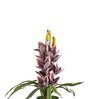 Purple Pu Foam Velvet Orchid Elegance Pot With Flower