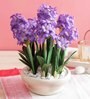 Purple Pvc Hyacinth Artificial Bonsai With Off- White Ceramic Pot