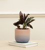 Smoky Purple Terracotta Desk Pot