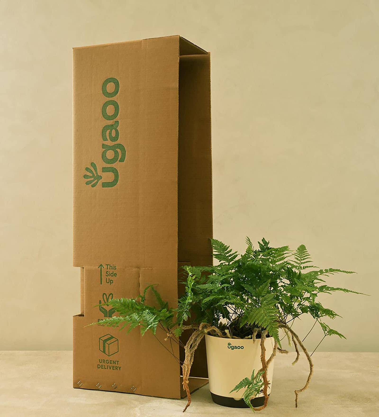 Rabbit'S Foot Fern With Pot Natural Plant