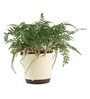 Rabbit'S Foot Fern With Pot Natural Plant
