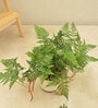 Rabbit'S Foot Fern With Pot Natural Plant