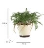 Rabbit'S Foot Fern With Pot Natural Plant