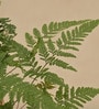 Rabbit'S Foot Fern With Pot Natural Plant