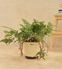 Rabbit'S Foot Fern With Pot Natural Plant