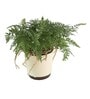 Rabbit'S Foot Fern With Pot Natural Plant