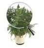 Rabbit'S Foot Fern With Pot Natural Plant