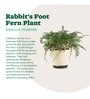 Rabbit'S Foot Fern With Pot Natural Plant