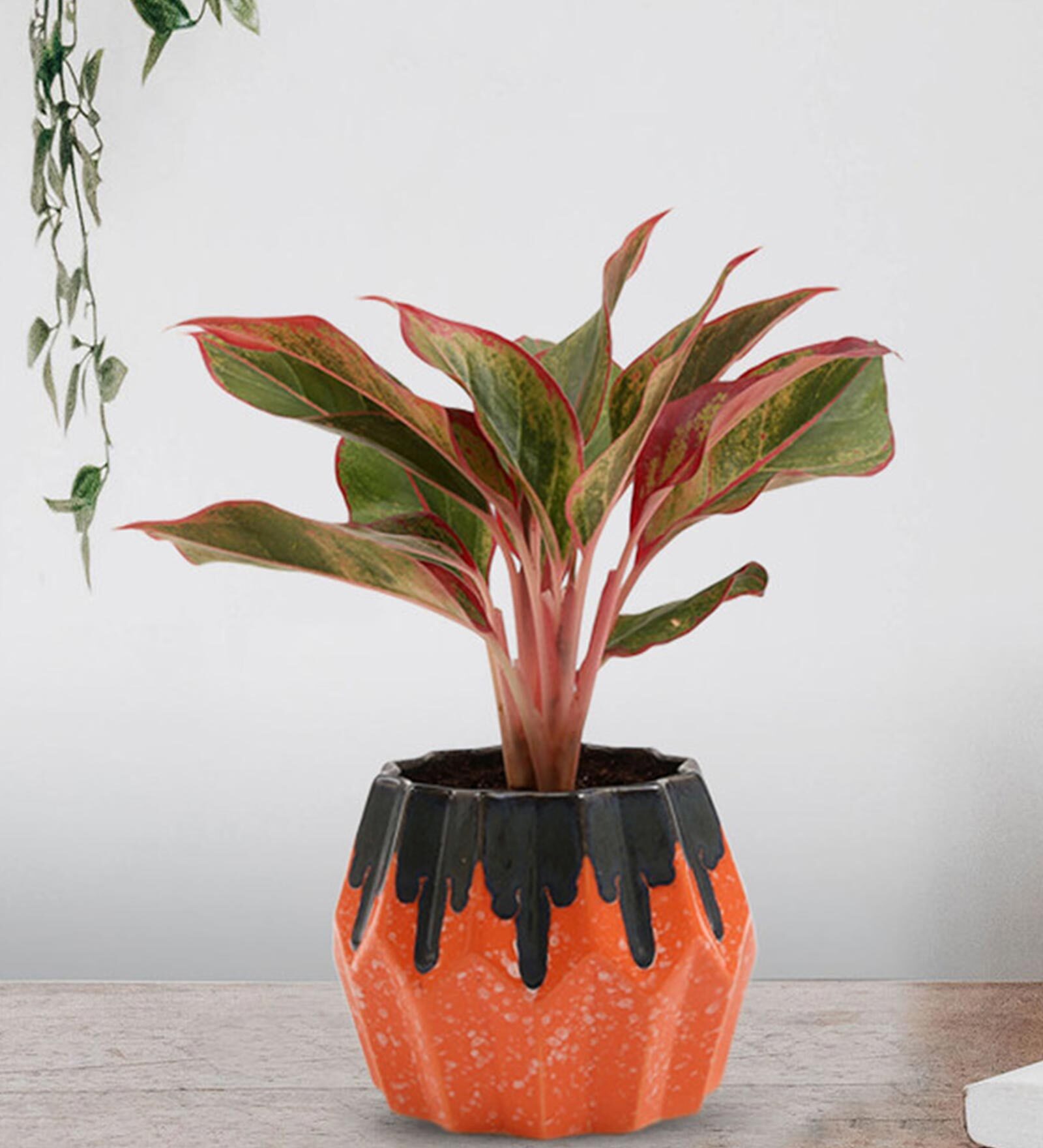 Red Aglaonema Natural Plant In Orange Ceramic Pot,