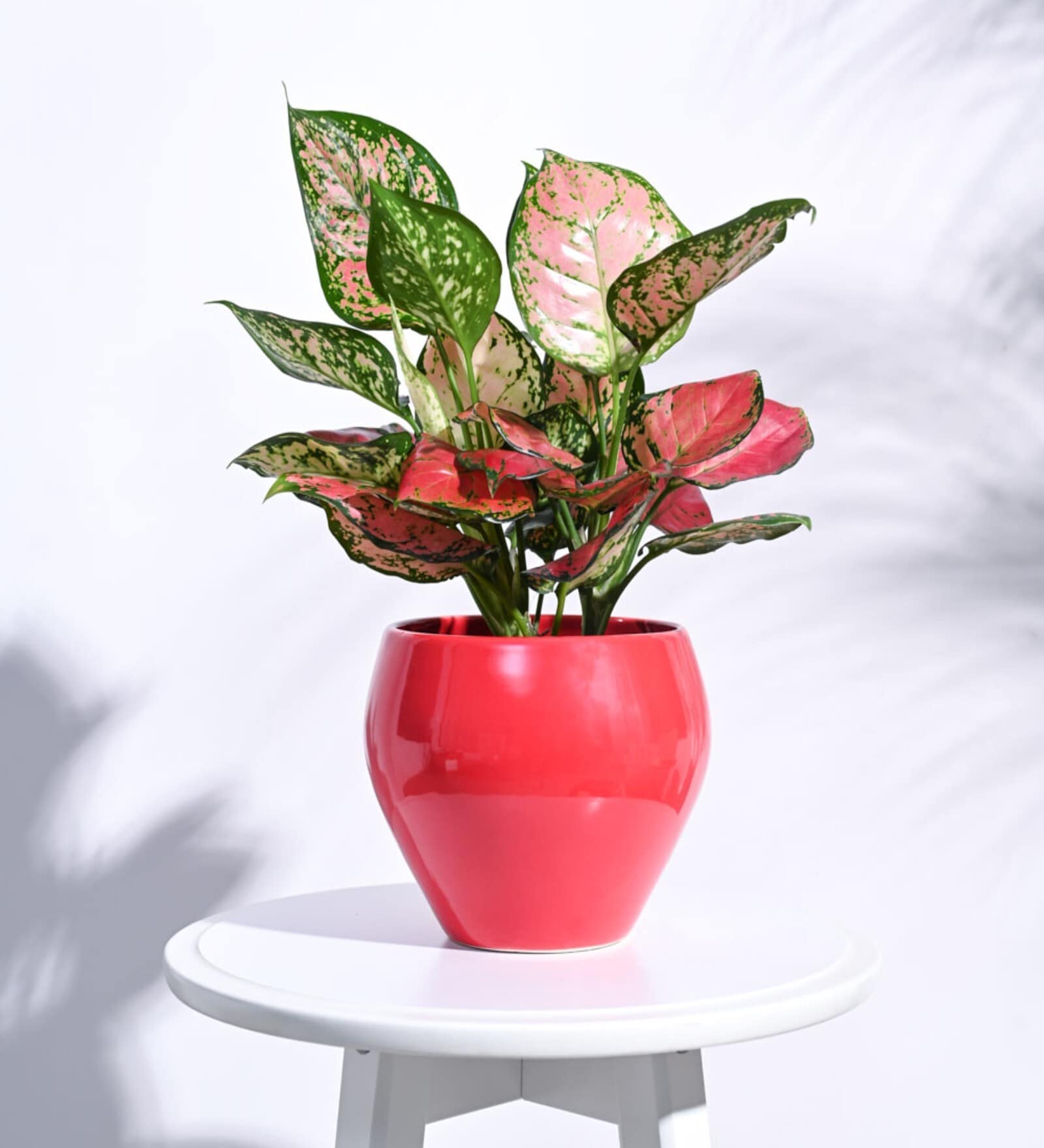 Red Ceramic Apple Shape Desk Pot Planter