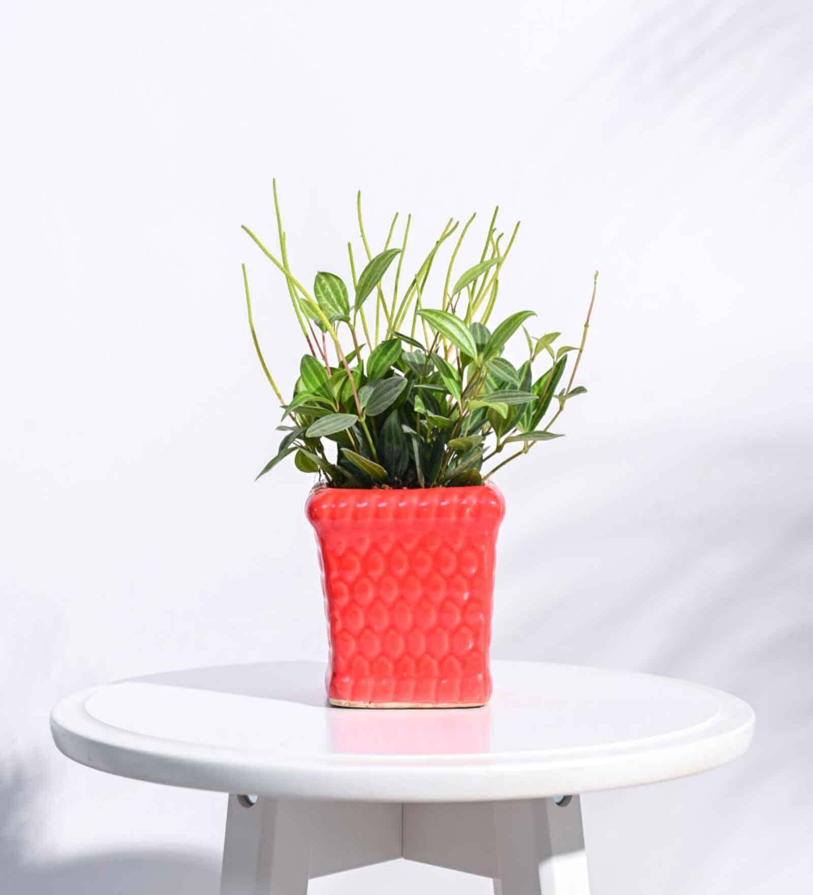 Red Ceramic Honeycomb Shape Desk Pot Planter