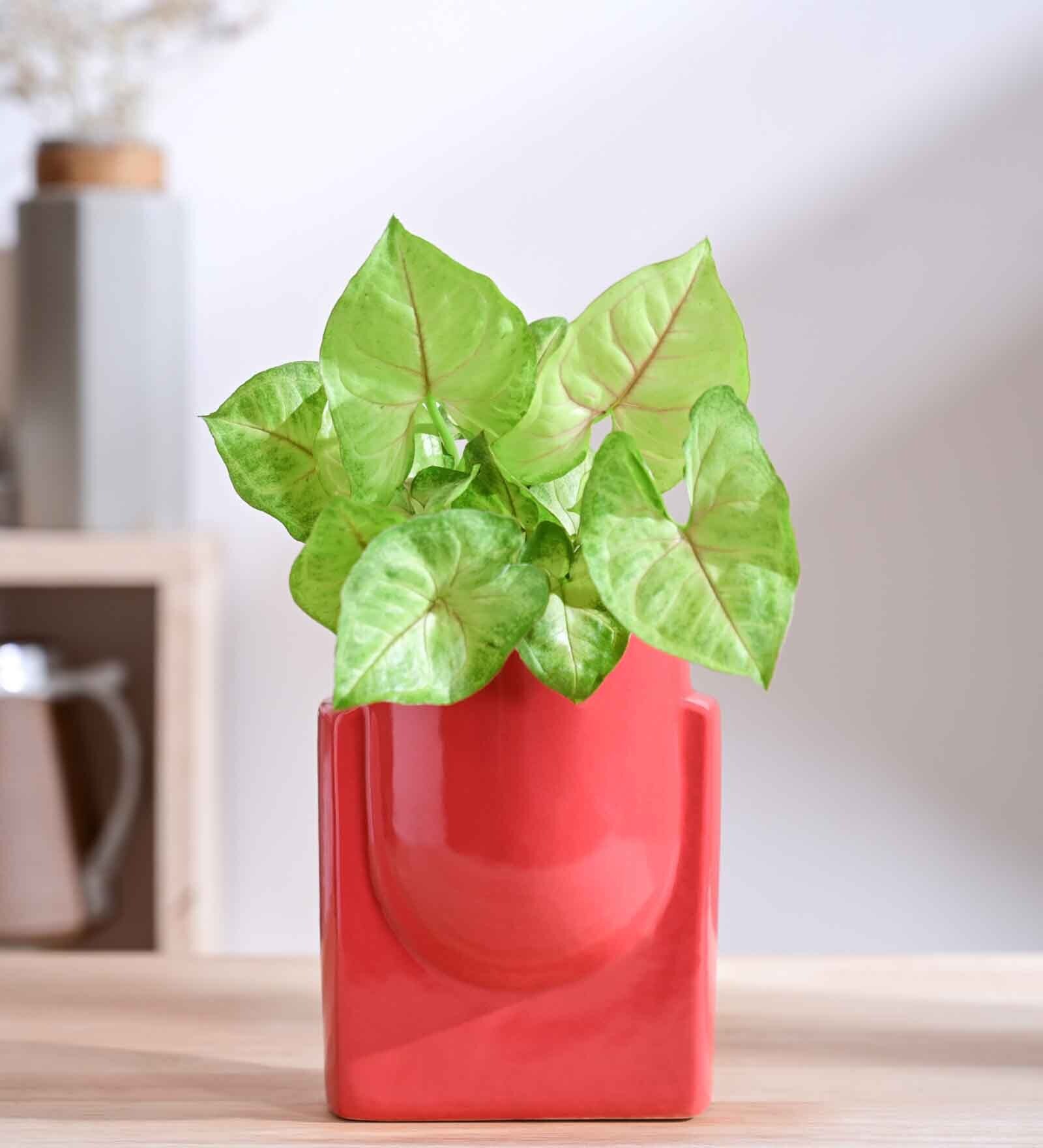 Red Ceramic Planter