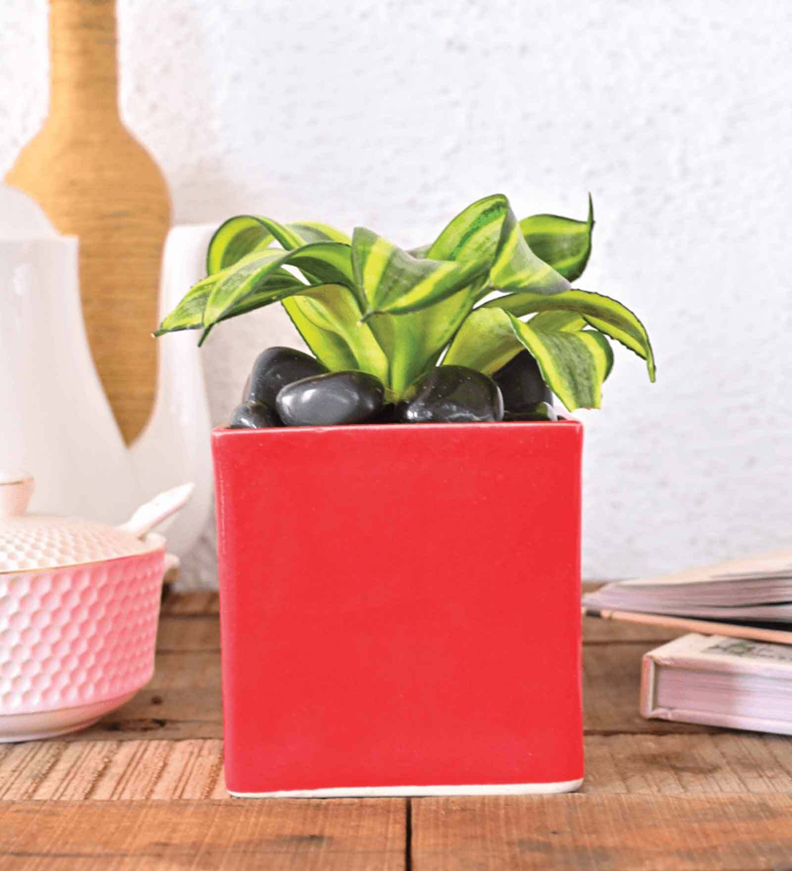 Red Ceramic Square Shape Desk Pot Planter