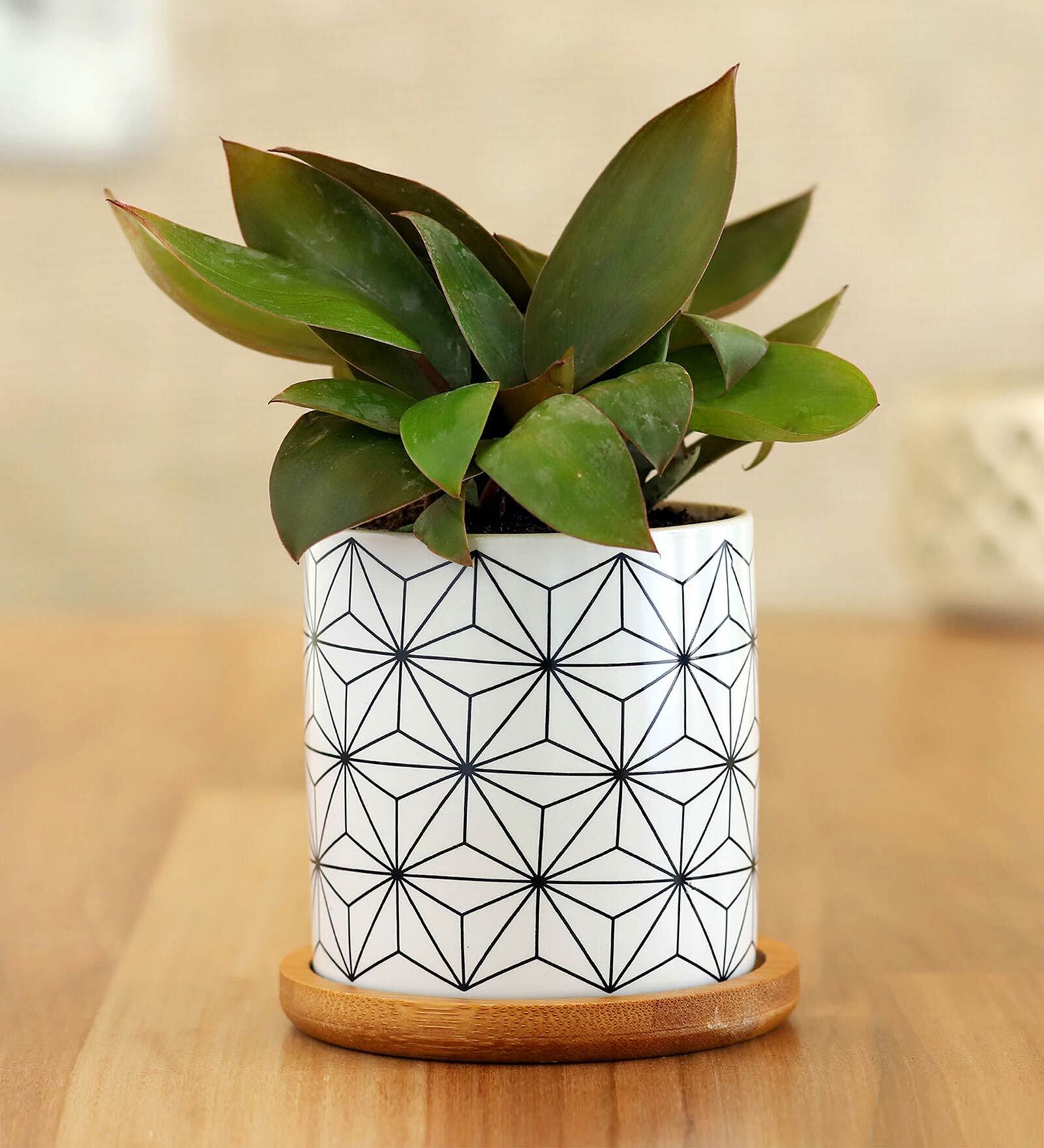 Red Philodendron Natural Plant In White Wooden Plate Ceramic Pot