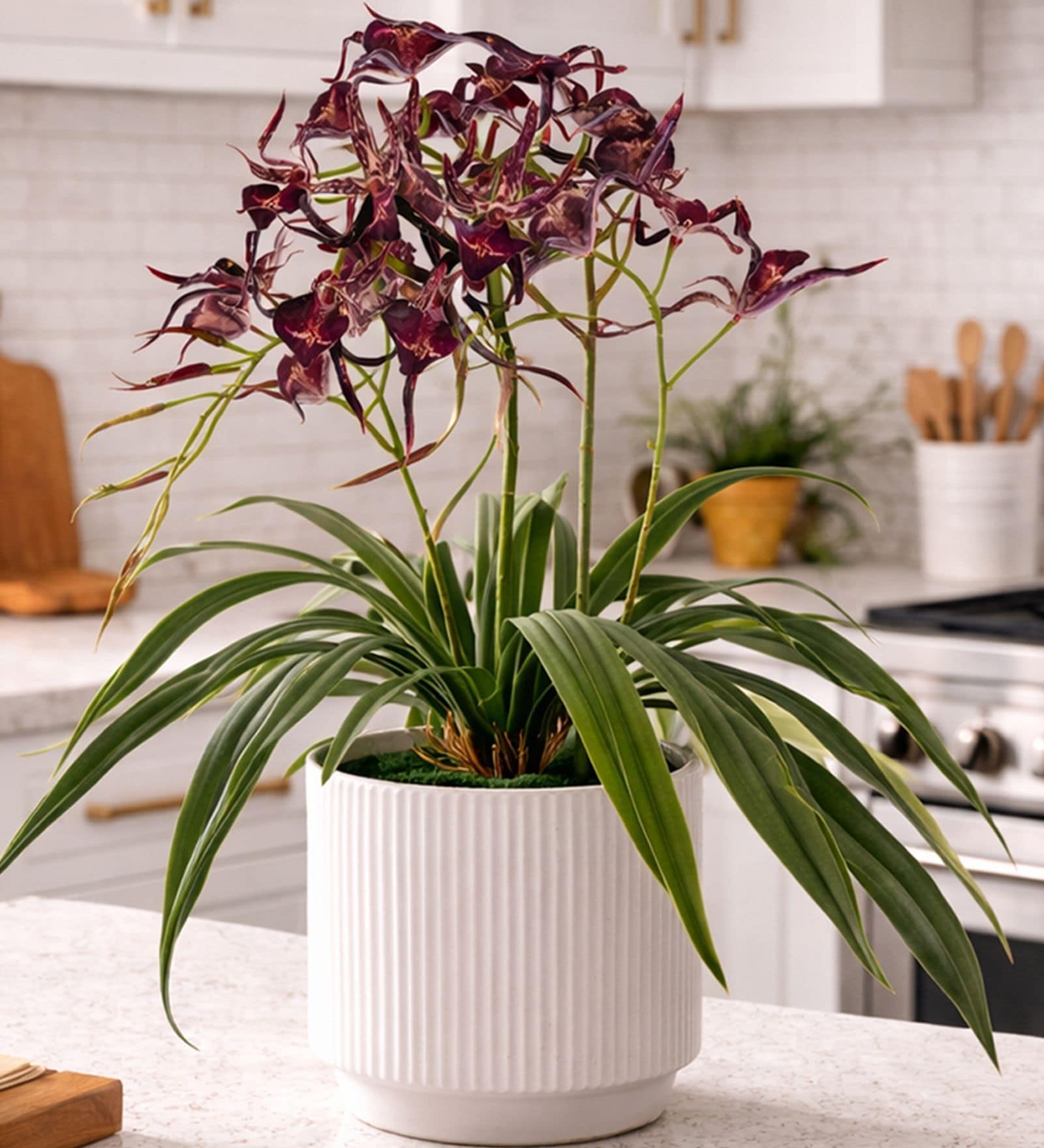 Red Pu Foam Elegant Star Orchid Arrangement Pot With Flower