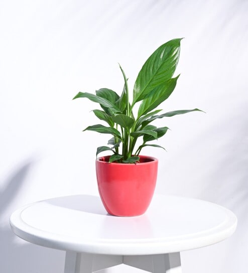 Red Ceramic Apple Shape Desk Pot Planter by Ugaoo