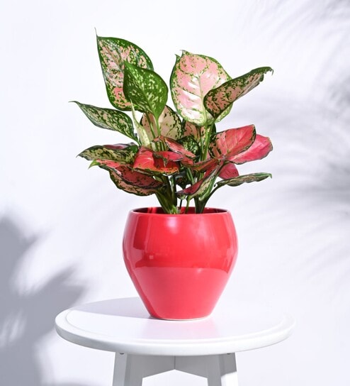 Red Ceramic Apple Shape Desk Pot Planter by Ugaoo