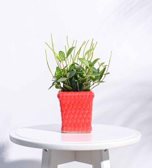 Red Ceramic Honeycomb Shape Desk Pot Planter by Ugaoo