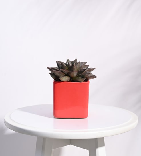 Red Ceramic Square Shape Desk Pot Planter by Ugaoo