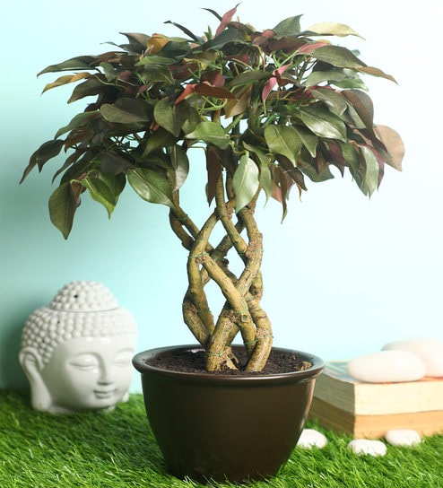Red Polyester Artificial Plant With pot