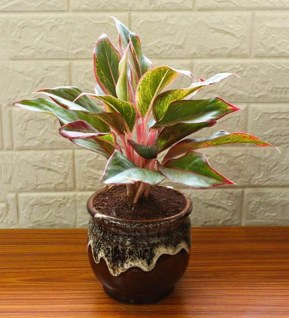 Buy Red  Aglaonema  Siam Aurora Chinese Evergreen Plant In 