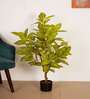 Artificial Realistic Croton Plant with Black Pot