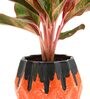 Red Aglaonema Natural Plant In Orange Ceramic Pot,