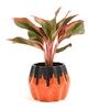 Red Aglaonema Natural Plant In Orange Ceramic Pot,