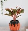 Red Aglaonema Natural Plant In Orange Ceramic Pot,