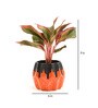 Red Aglaonema Natural Plant In Orange Ceramic Pot,