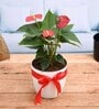 Red Anthurium Natural Plant