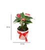 Red Anthurium Natural Plant