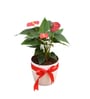 Red Anthurium Natural Plant