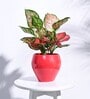 Red Ceramic Apple Shape Desk Pot Planter