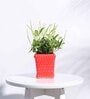 Red Ceramic Honeycomb Shape Desk Pot Planter