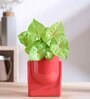 Red Ceramic Planter