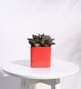 Red Ceramic Square Shape Desk Pot Planter