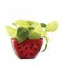Red Ceramic Watermelon Shape Desk Pot Desk Pot