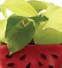 Red Ceramic Watermelon Shape Desk Pot Desk Pot