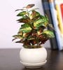 Red Green Pvc Nearly Natural Artificial Bonsai With White Ceramic Pot