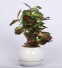 Red Green Pvc Nearly Natural Artificial Bonsai With White Ceramic Pot