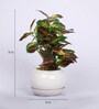 Red Green Pvc Nearly Natural Artificial Bonsai With White Ceramic Pot
