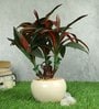 Red Green Pvc Refreshing Artificial Bonsai With White Ceramic Pot